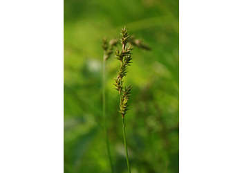 Walzensegge (Carex elongata) - © Emanuel Trummer